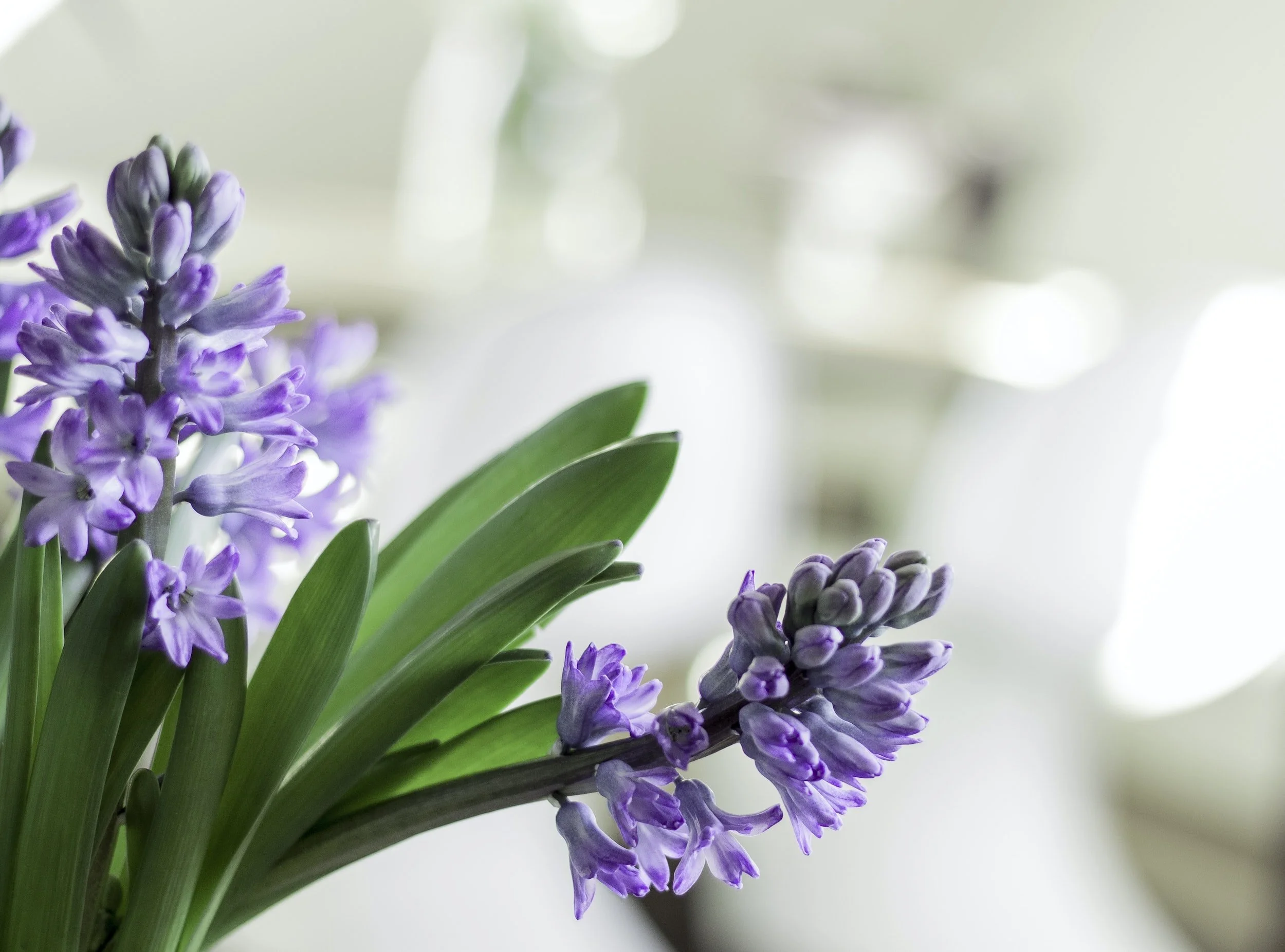 Purple spring flowers deals